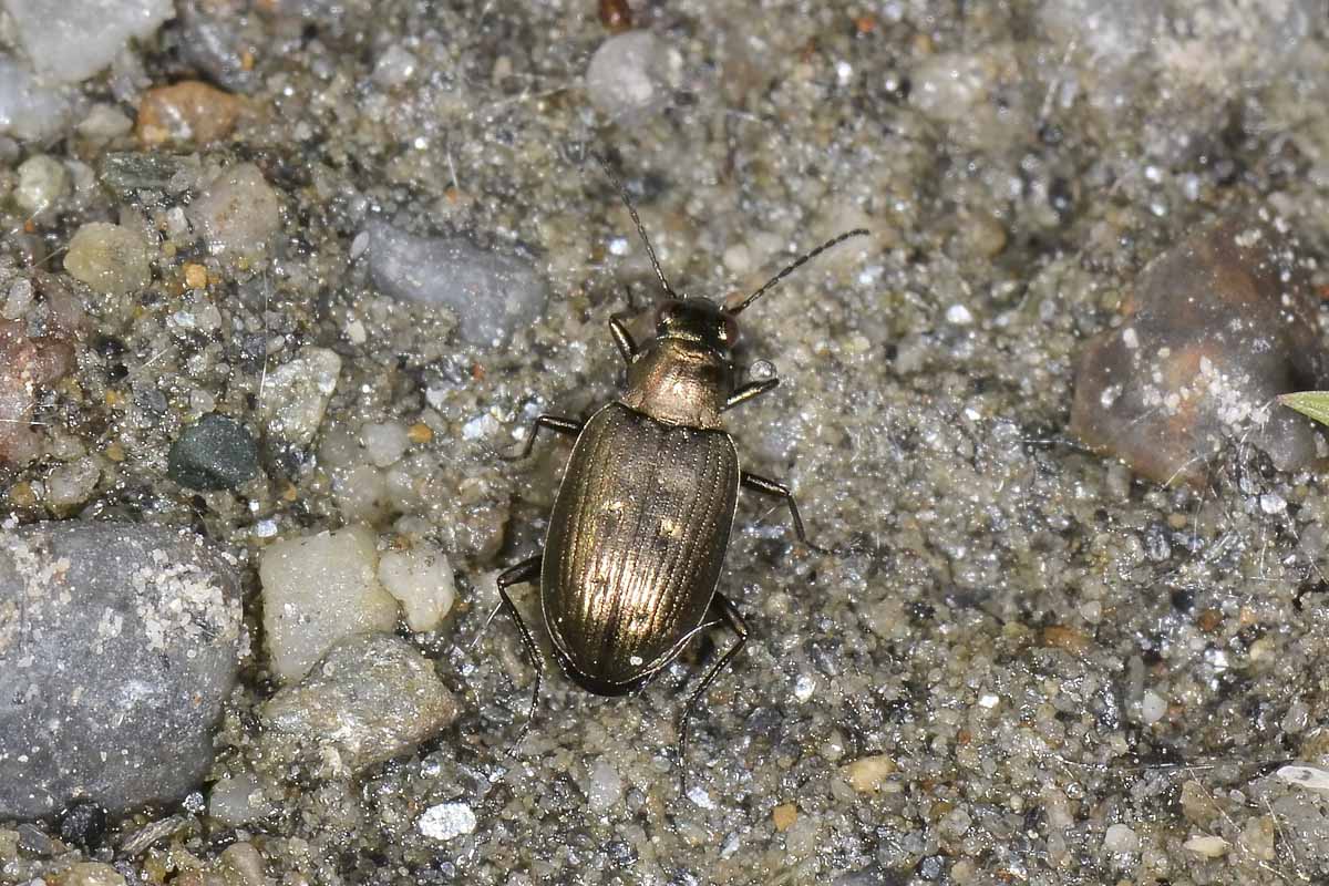 Bembidion (Odontium) foraminosum - Carabidae